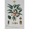 Maxwell and Williams Royal Botanic Garden Tea Towel - Flowering Gum