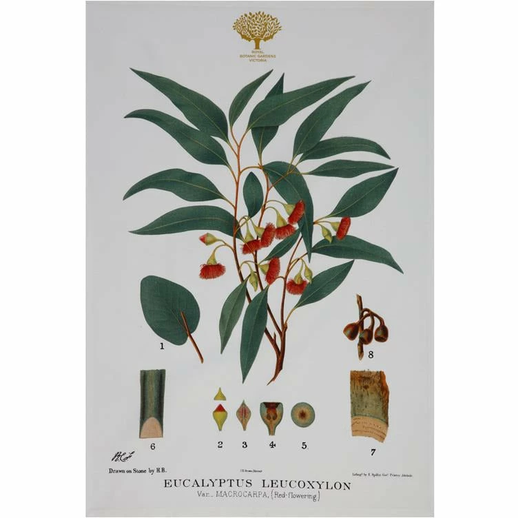 Maxwell and Williams Royal Botanic Garden Tea Towel - Flowering Gum 1 Maxwell and Williams Royal Botanic Garden Tea Towel - Flowering Gum