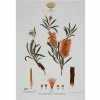 Maxwell and Williams Royal Botanic Garden Tea Towel - Bottlebrush