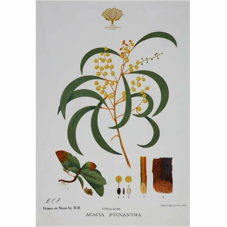 Maxwell and Williams Royal Botanic Garden Tea Towel - Wattle 1 Maxwell and Williams Royal Botanic Garden Tea Towel - Wattle
