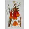 Maxwell and Williams Royal Botanic Garden Tea Towel - Christmas Bells